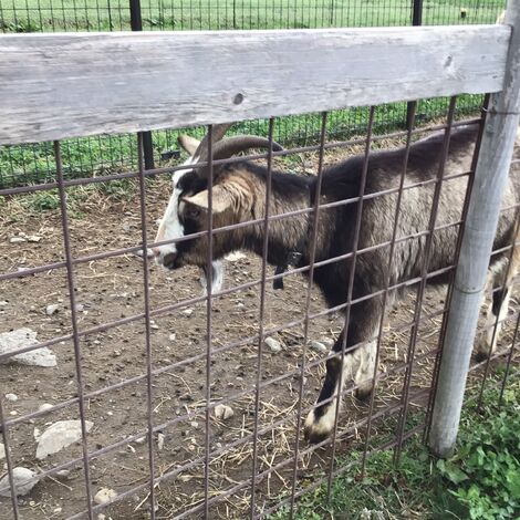 動物由来