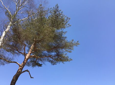 自然素材