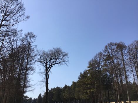 自然素材