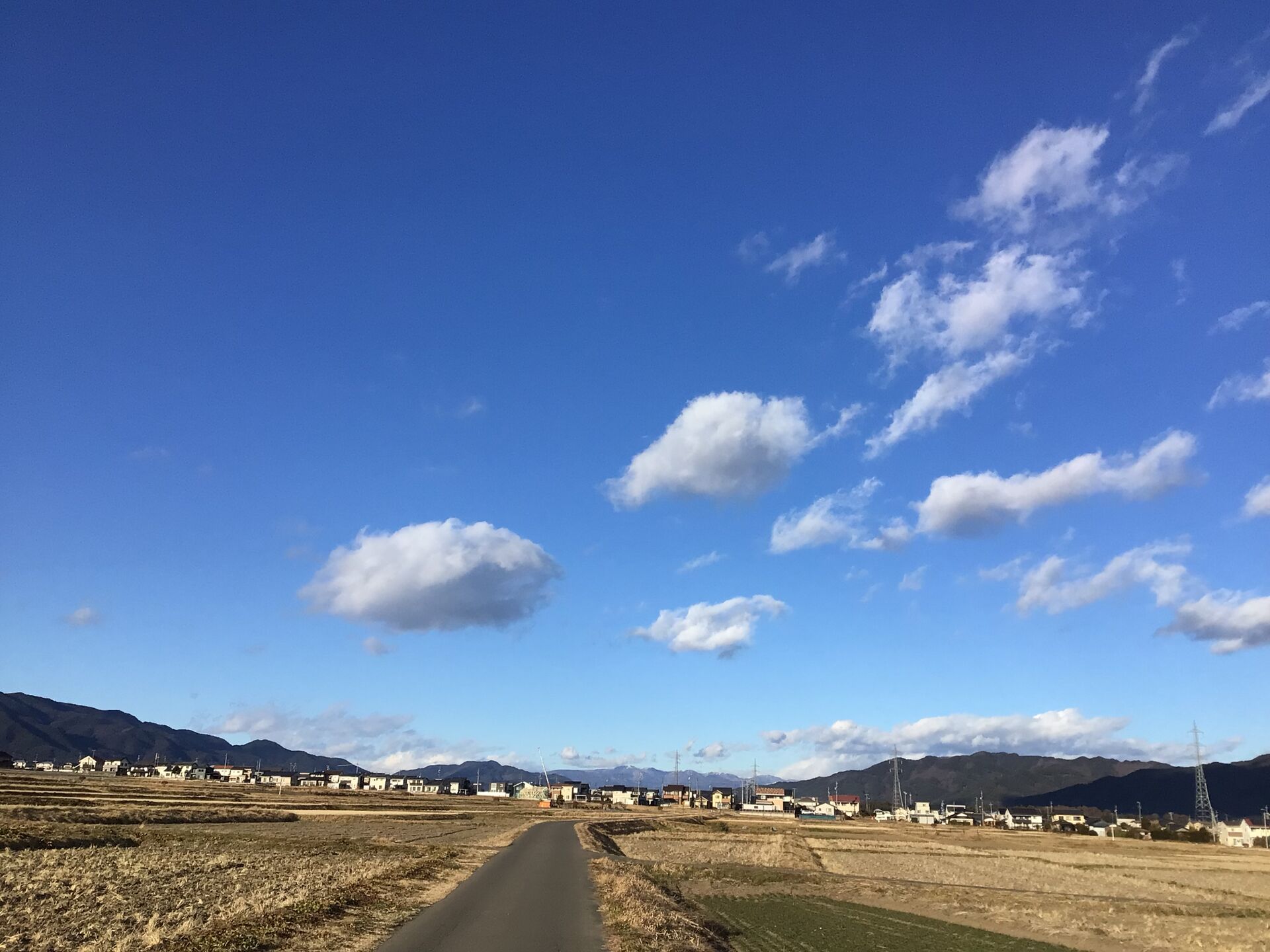 アカマツ